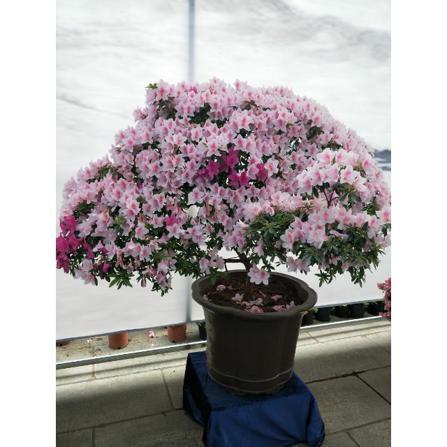 维达(vinda) 卷纸 蓝色经典四层140g*27卷卫生纸(整箱销售)(新老包装