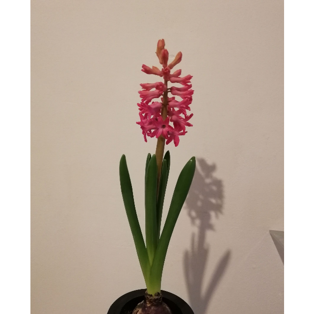维达(vinda) 卷纸 超韧三层100g无芯卷纸*10卷