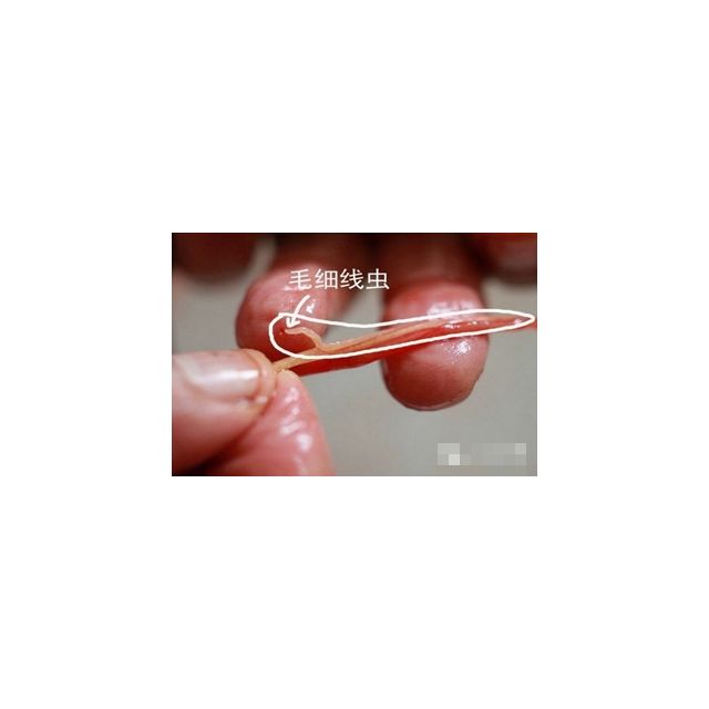 狮臣春秋新款男装卫衣潮圆领体恤男卫衣打底衫衣服长袖