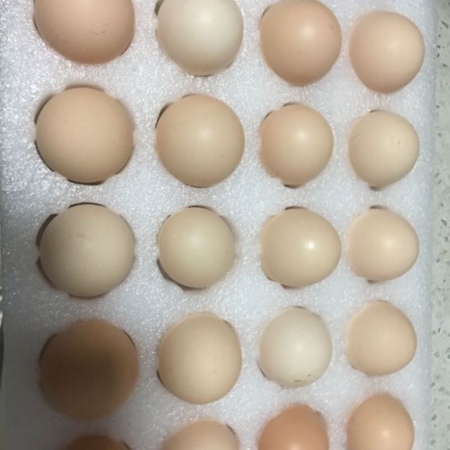 雉鲜生广西散养鸡蛋 头窝蛋40枚 每日鲜蛋 破损包赔高清大图|实物图