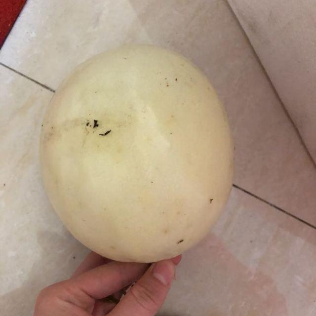 苏宁生鲜海南玉菇甜瓜1个900g以上个