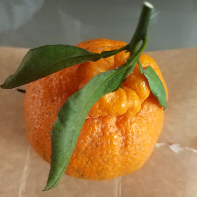 【坏果包赔】【好吃不上火】5斤装四川蒲江不知火丑橘丑八怪 新鲜水果