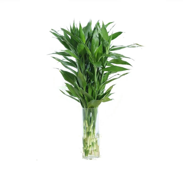 水培富贵竹盆栽 办公室生意转运竹盆栽