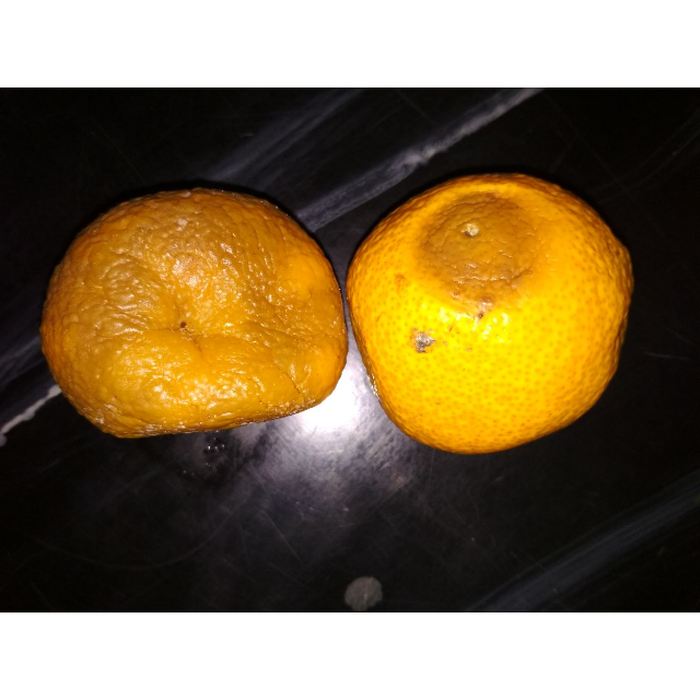 四川金堂丑橘子丑桔丑柑现摘丑八怪10斤不知火大果新鲜水果特价