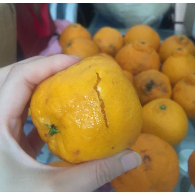 橘子坏果图片大全图片