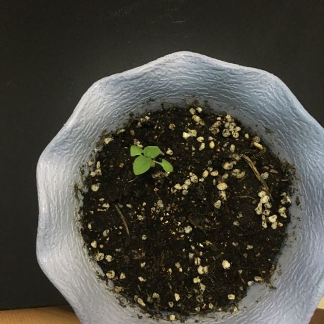 津沽園藝 花卉綠植盆栽 驅蚊香草種子種植套裝 香草種子 驅蚊草種子