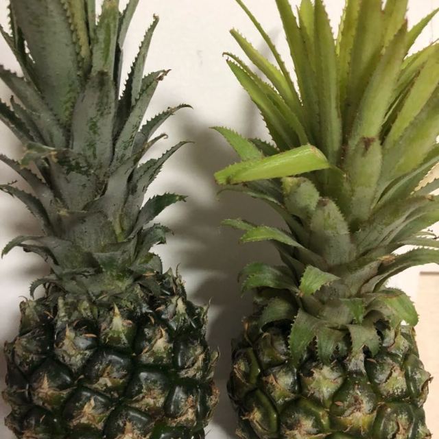 米又 广西香菠萝 8斤包邮