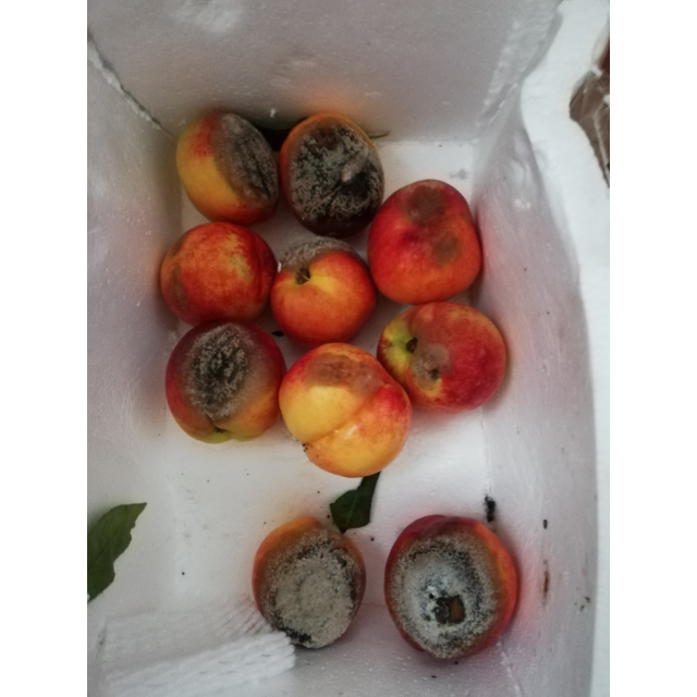 > 【中华特色】武汉馆 现摘油桃5斤左右新鲜水果桃子当季桃脆甜多肉