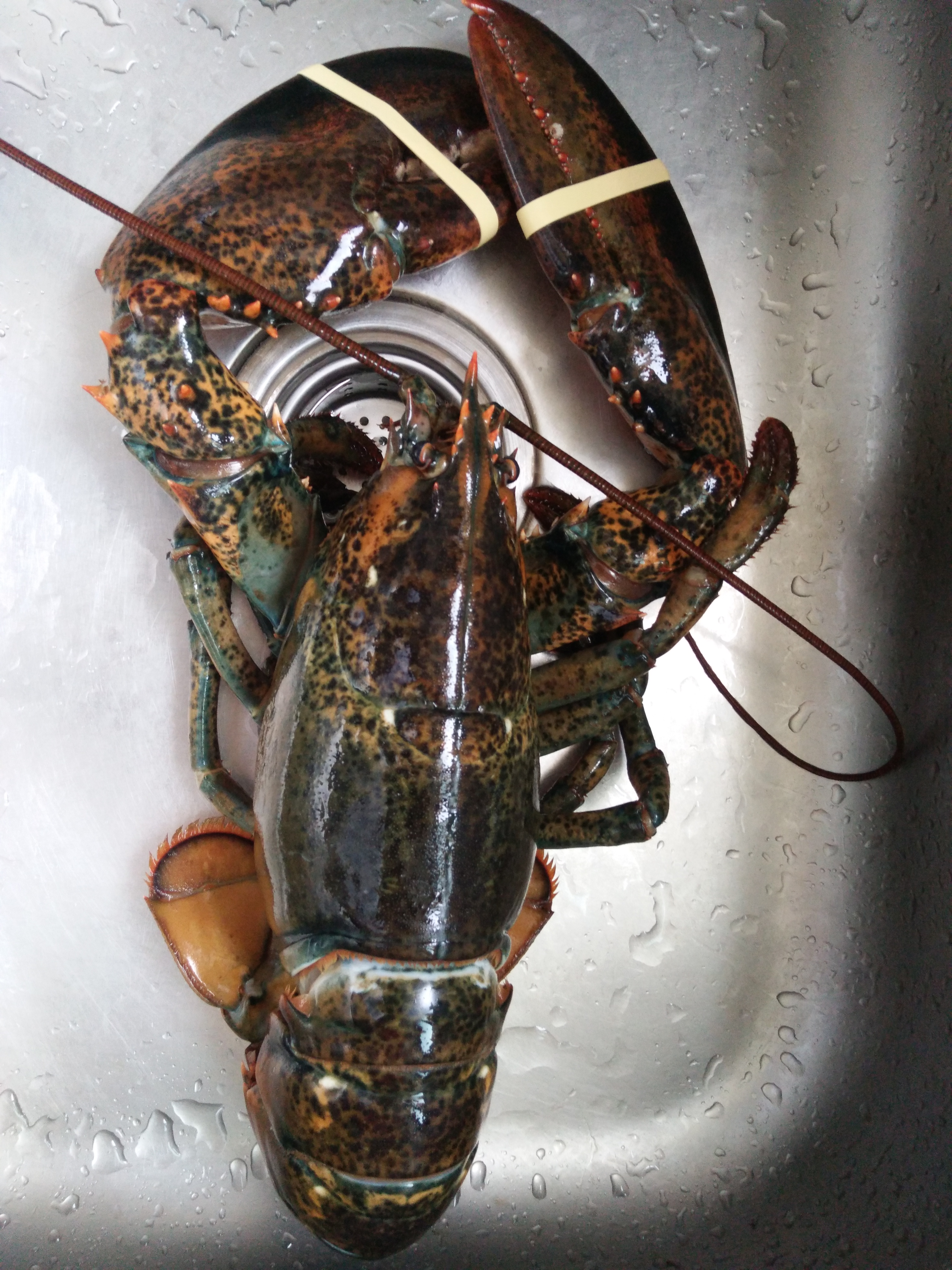 【活鲜】 鲜活波士顿龙虾一只 鲜活海鲜波龙顺丰冷链航空全国配送