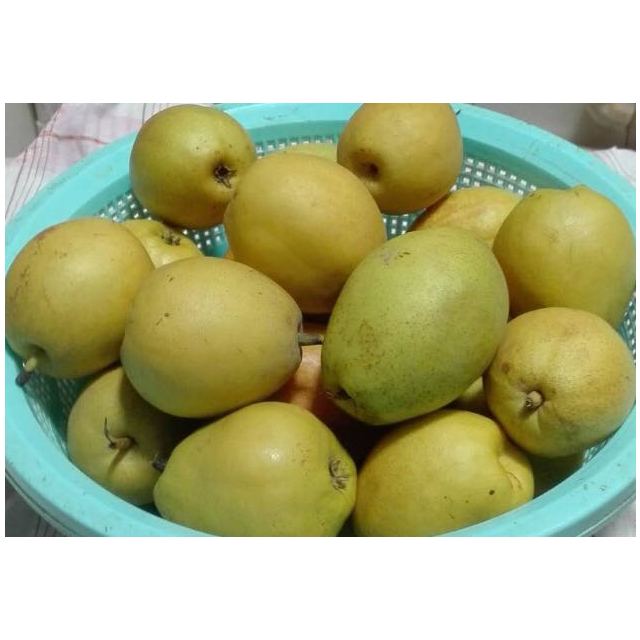 中华特色宝鸡馆库尔勒香梨5斤源头新鲜水果西北