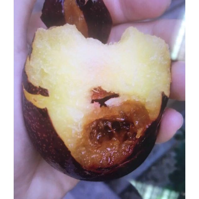 > 展卉 国产黑布林李子 1kg盒装 单果约90-120g 冷藏国产浆果类/核果