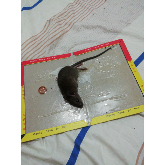 粘鼠板老鼠贴强力捕鼠器捕鼠板大老鼠灭鼠器黏鼠贴老鼠夹老鼠克星老鼠