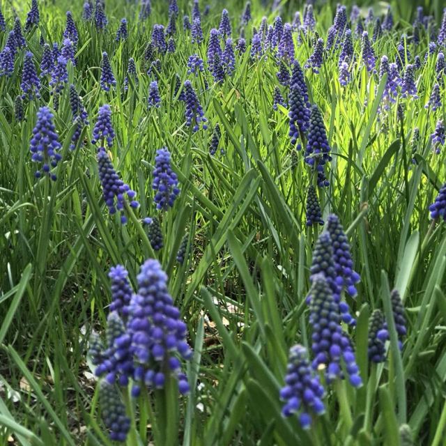 jart  蒂佳婷绿色药丸面膜25g*5片 保湿补水修护各种肤质 舒润镇静