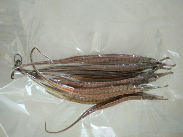 藏曦堂海龙 干海龙 海龙 广东海龙干 清水海龙 大海龙干海马亲戚 海龙