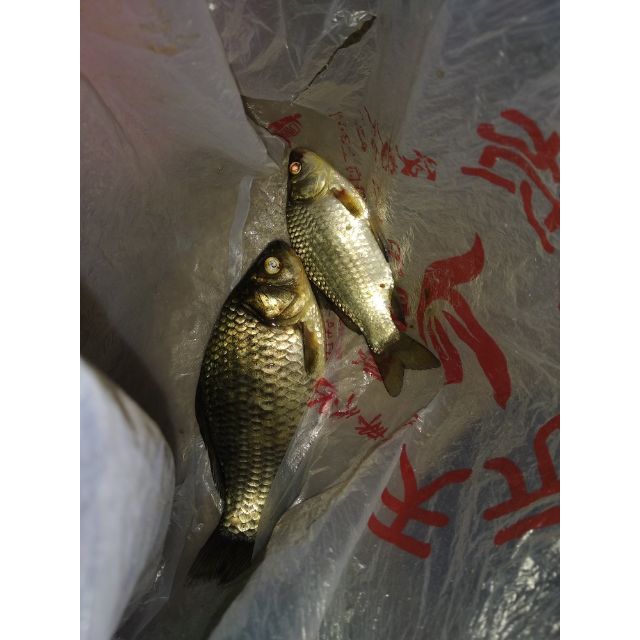 > 小凤仙新关东无刺10组金袖海夕有刺鱼钩手工绑好成品子线双钩仕挂