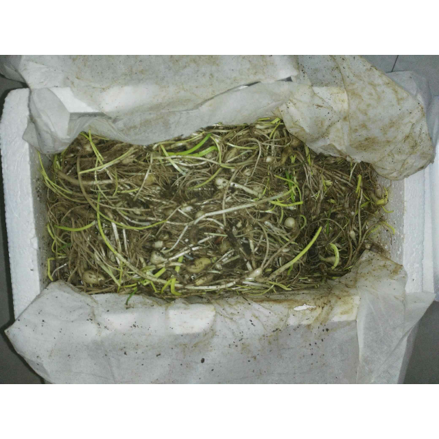 > 博多客 小根蒜2斤装 东北特产大脑瓜新鲜蔬菜 大脑蹦浸没菜山蒜野蒜