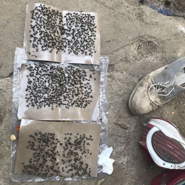 驰天粘蝇纸 强力苍蝇贴 粘蝇纸粘苍蝇蚊虫灭苍蝇药胶灭蝇纸板捕蝇器