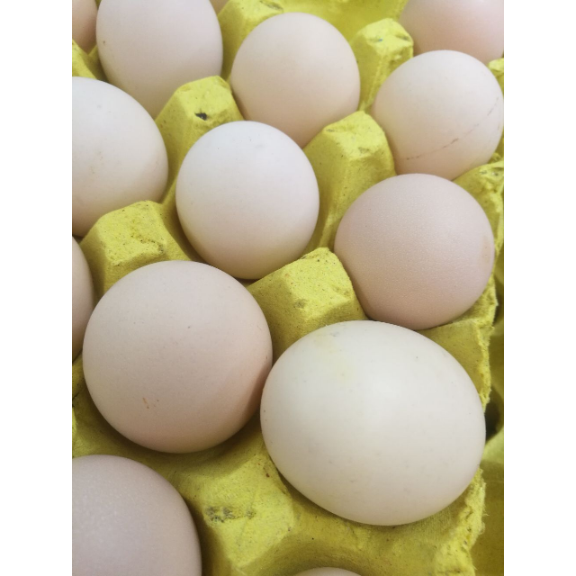 > 晋龙 鲜鸡蛋 六无安全蛋16枚商品评价 > 个头匀实,非常新鲜,.