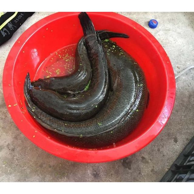 路亚之家雷蛙黑鱼路亚饵雷娃打黑青蛙饵浮水蛙蛙型饵打黑鱼饵假饵