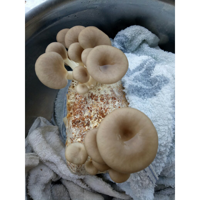 【中华特色】山东馆 秀珍菇菌菇包 食用菌棒菌包 菌种种子多肉植物