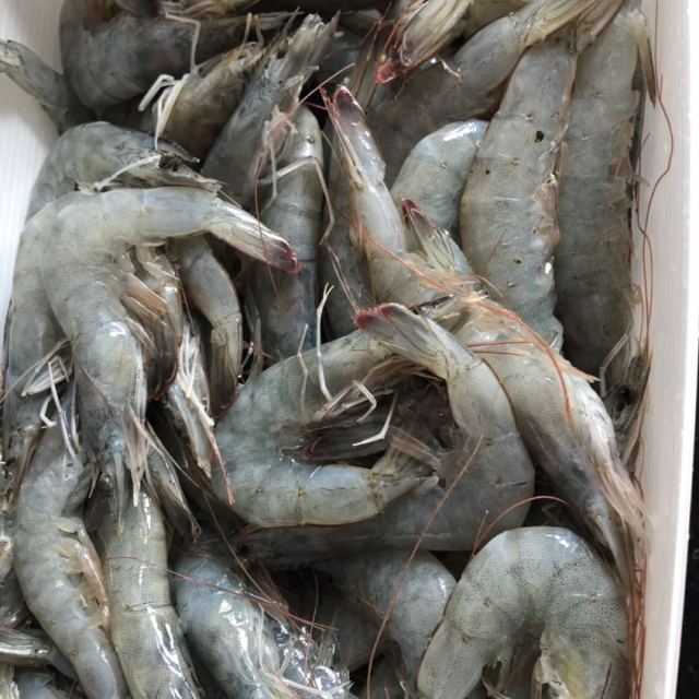 鲜荣记青岛大虾海捕活虾基围虾冻虾海鲜水产鲜活对虾4斤海虾白虾青虾