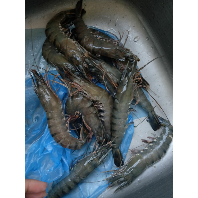 > 壹家壹站 马来西亚活冻黑虎虾 盒装 400g 13-14只 海鲜水产 冷冻虾