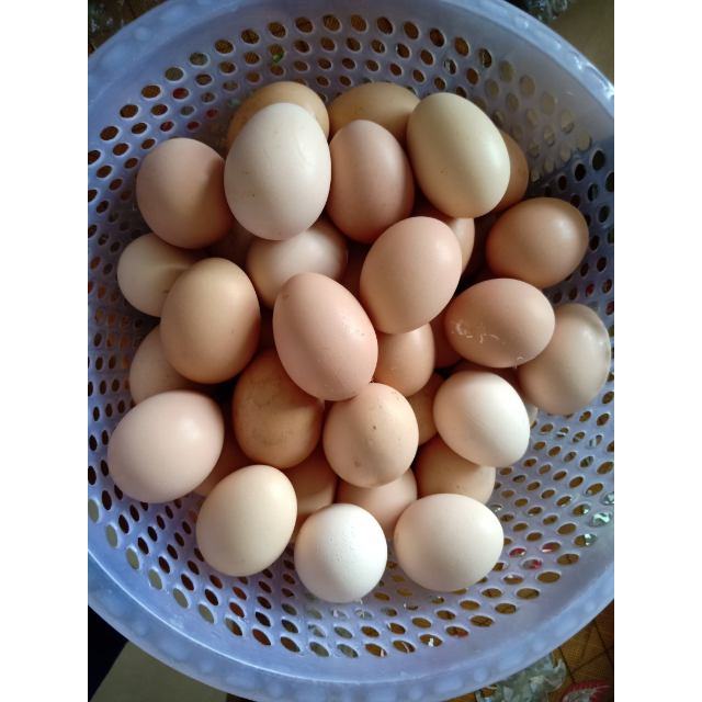 蛋小白 40枚鸡蛋农家散养新鲜 天然正宗鸡蛋野外鸡蛋40枚蛋类包装好,