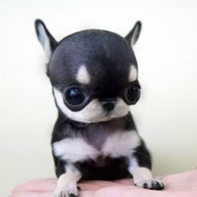 天语(k-touch)x11全网通 3gb 32gb移动/联通/电信4g手机 双卡双待 曜