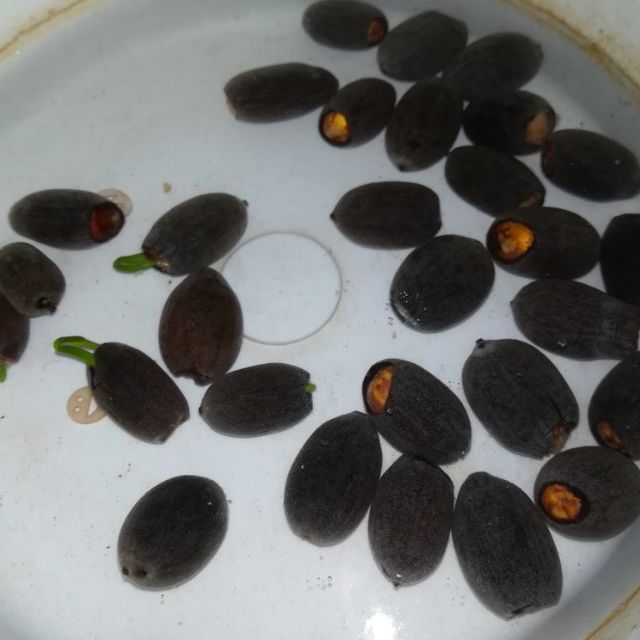 欧斯若(oussirro)水养花卉碗莲荷花种子30粒阳台室内