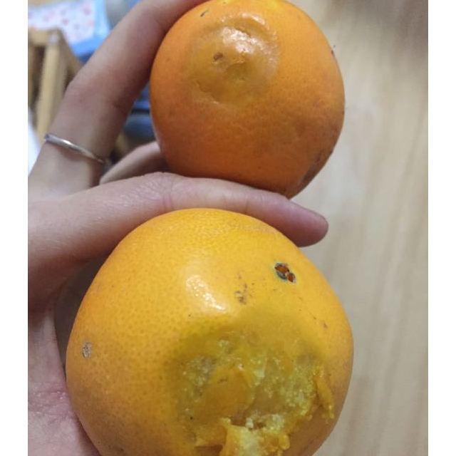 橙子发霉坏果图图片