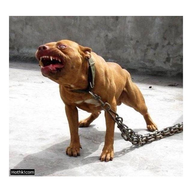 nb574美国队长 41高清大图|实物图