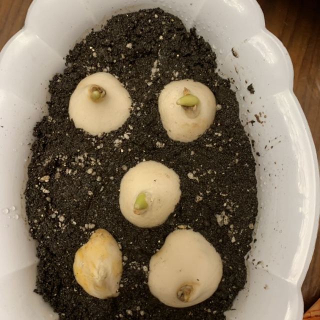 > 荷兰郁金香种球 种子盆栽花卉水土培植物室内球根花卉包邮商品评价