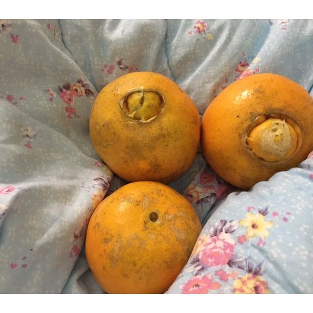 5斤 新鲜橙子(偶数件发)商品评价 > 可能是运输的问题,坏.