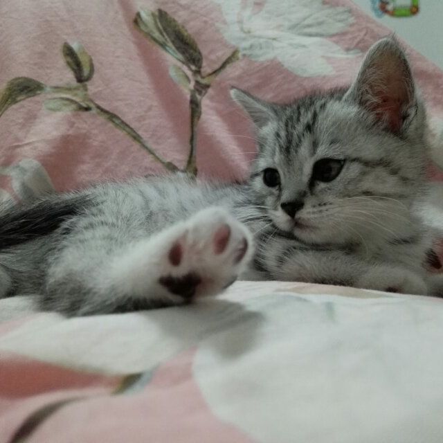 > 立白超洁清新洗衣粉(无磷)4kg(新旧包装随机发货)商品评价 > 一直用