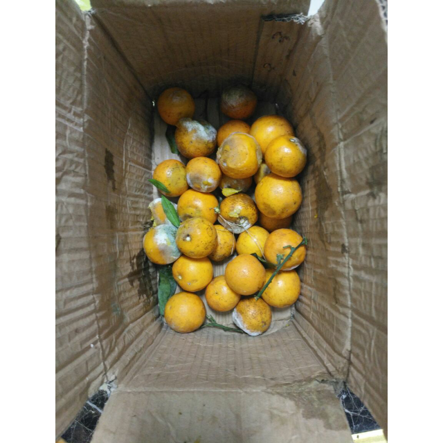 正宗湖南麻阳冰糖橙4.5斤-5斤装新鲜采摘产地直发mini小橙子