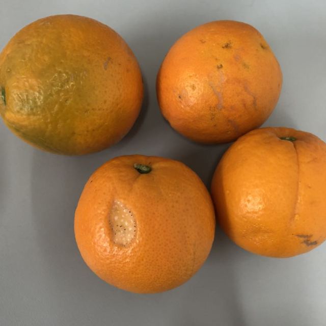 买二送一奉节馆重庆三峡新鲜水果奉节脐橙6个尝鲜装果径6070mm产地