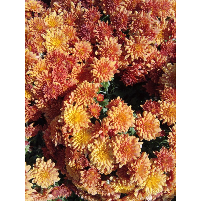 扎努西·伊莱克斯冰箱zse4082yga 408升t型多门冰箱 风冷变频 电脑