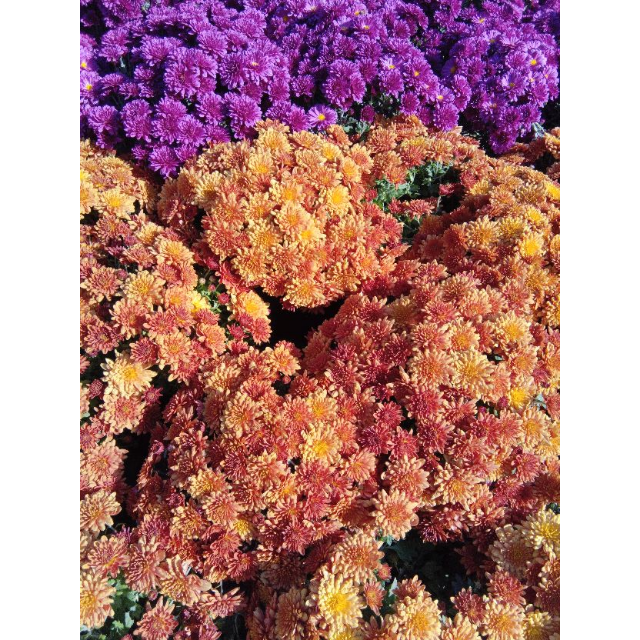 扎努西·伊莱克斯冰箱zse4082yga 408升t型多门冰箱 风冷变频 电脑