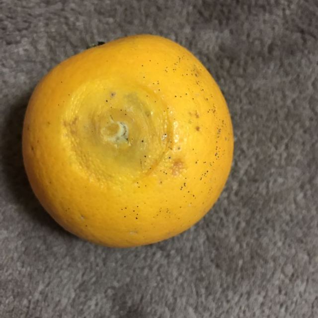 正宗湖南麻阳冰糖橙4.5-5斤装中果55果径新鲜采摘高清大图|实物图