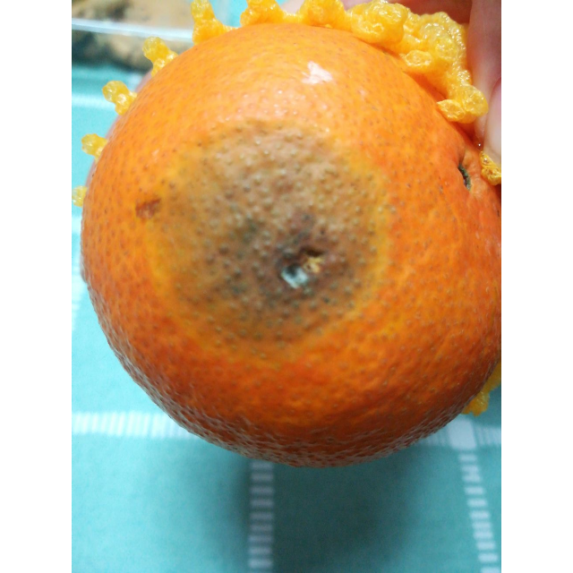 果冻橙子 手剥柑橘 6个装 新鲜水果商品评价 
