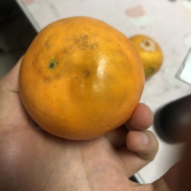 坏果橙子赔付图片图片