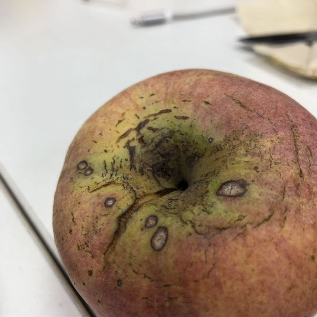 山西红富士苹果9斤装 果径75mm以上大果苹果类烂的,干裂的,发软的