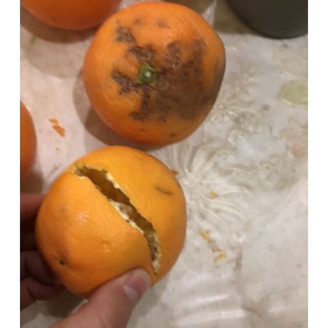 > 产地直发 重庆奉节脐橙新鲜水果净重4斤 单果65mm-70mm商品评价 >