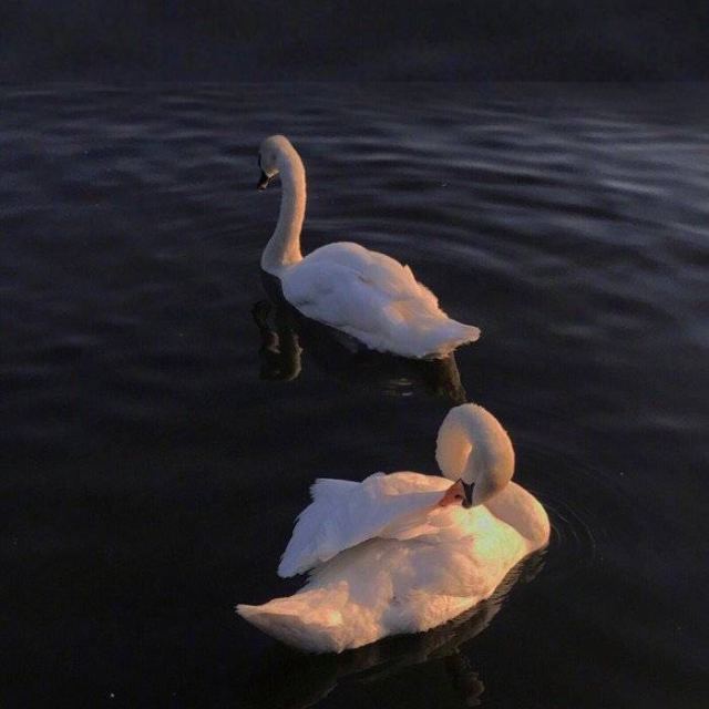 lipo 进口糕点 面包干奶油味200g 休闲零食 越南进口进口饼干东西质量