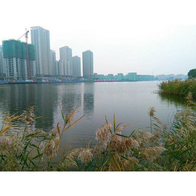 正大食品cp无骨鸡柳480g袋袋装速冻禽肉