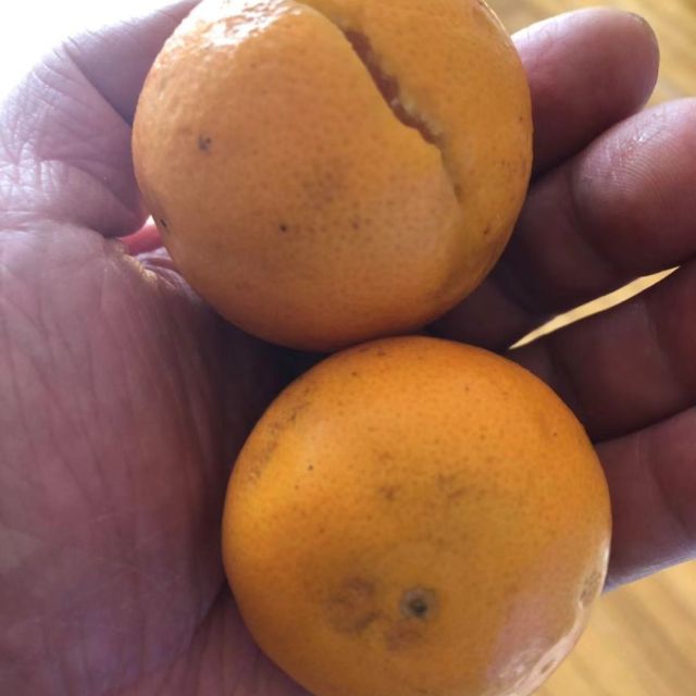 橙子坏果的图片图片