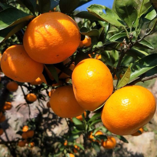 广西叶桔(称重)tj柑橘类很好吃,不错的选择-苏宁易购