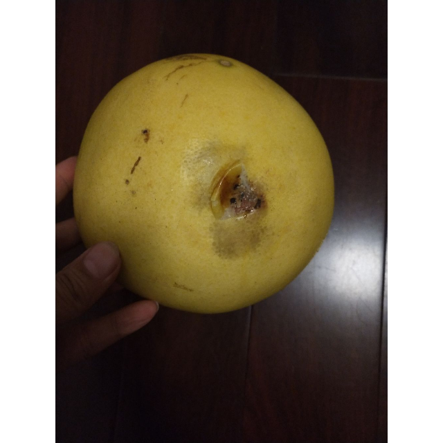 柚子粒状肉芽图片图片