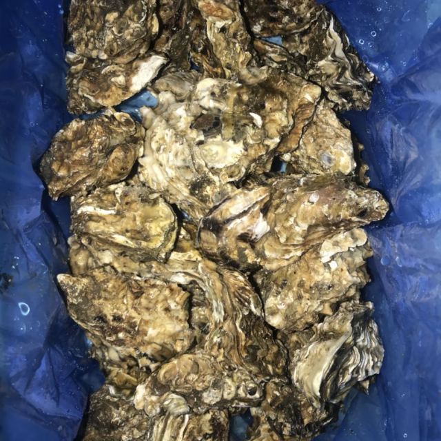 【烟台馆】挂子场 乳山牡蛎 生蚝 约10斤/箱 75g~125g/只 顺丰包邮