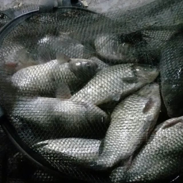 草魚綜合香精餌料小藥添加劑釣料南瓜酥蝦肉伴侶鯽魚秘製餌料休閒版